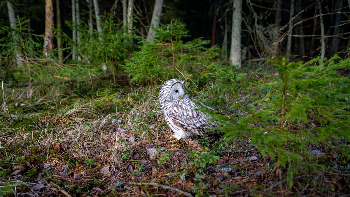 A majestic Ural owl perched in a lush green forest environment.